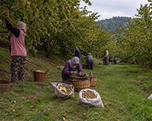 Köyümüzden kareler